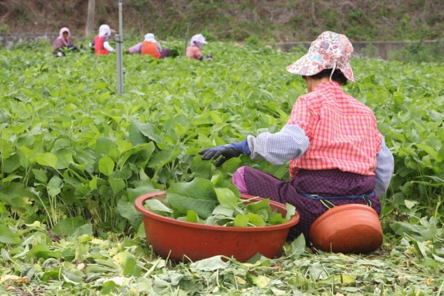 인제몰 (산채만),[산채만] 강원도 말린나물 건나물 고사리 취나물 곤드레